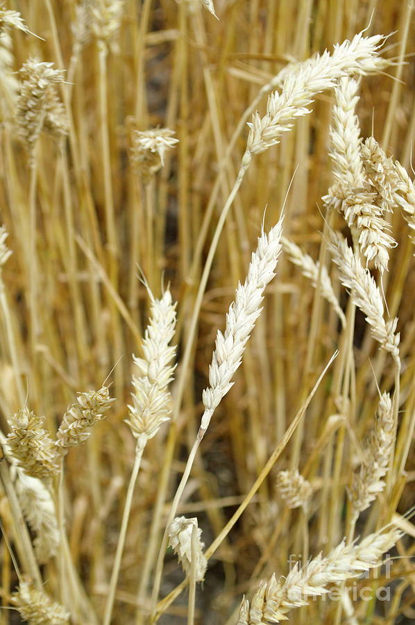 Wheat Photograph by Pamela Walrath