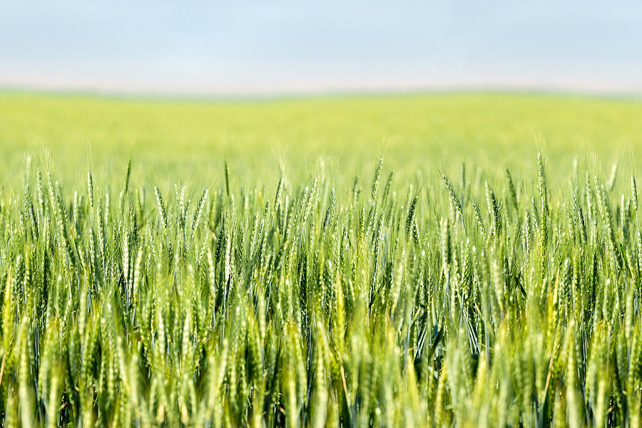 Wheat Ripening Photograph by Todd Klassy
