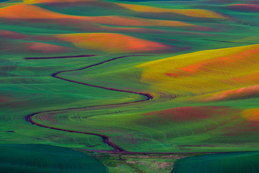 Wheat rolling field - Palouse Photograph by Hisao Mogi