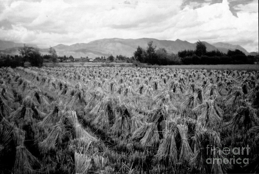 Wheat Photograph by FineArtRoyal Joshua Mimbs