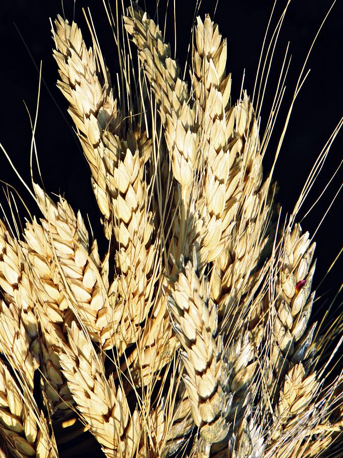 Wheat Photograph by Sarah Loft