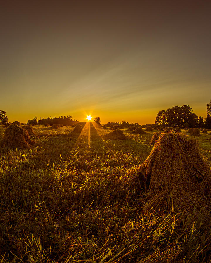Wheat Shocks Photograph by Chris Bordeleau