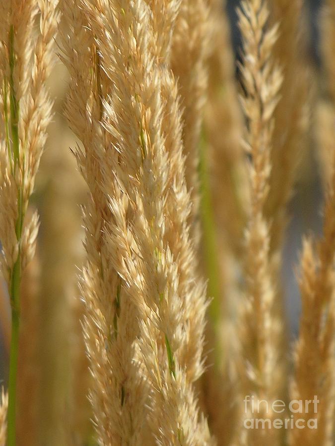 Wheat Stalks Photograph