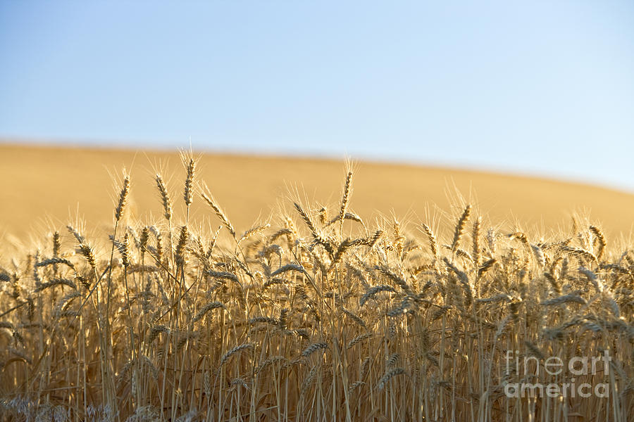 Wheat Stalks Photograph by Inga Spence