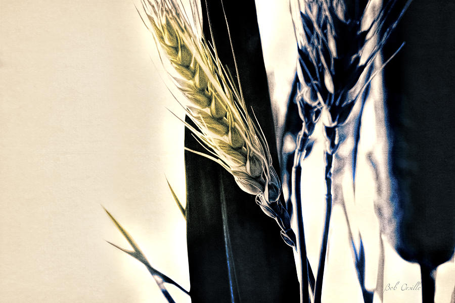 Nature Photograph - Wheat Still-life by Bob Orsillo
