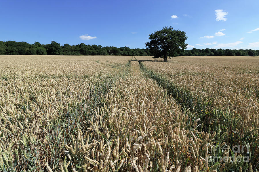 Wheat tracks Photograph by Julia Gavin