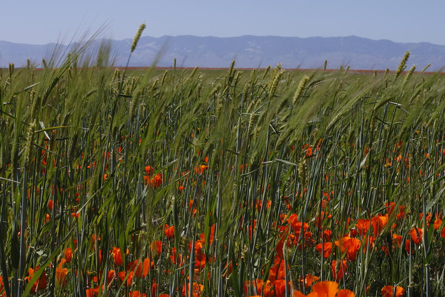 Wheat with Poppy  Photograph by Ivete Basso Photography
