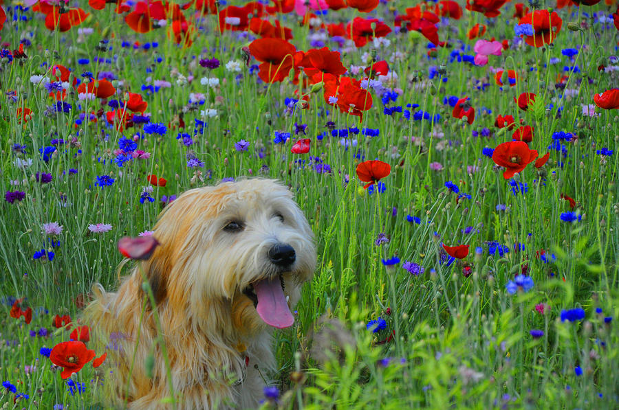 Wheaten Terrier and Poppies Photograph by Vijay Sharon Govender