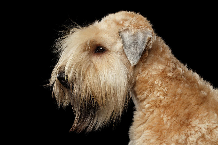 Wheaten terrier Photograph by Sergey Taran