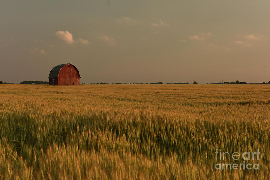 Wheatfield by Charles Owens Wheatfield by Charles Owens