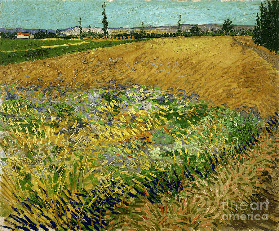 Wheatfield Painting by Van Gogh