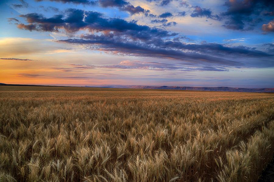 Dreamy wheatfields  Photograph by Lynn Hopwood
