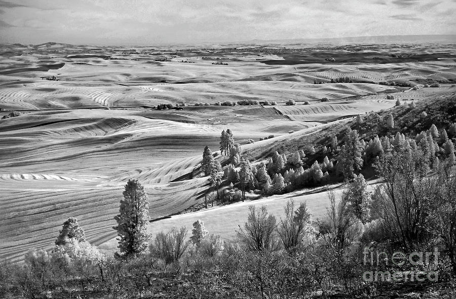 Wheatfields of Kamiak Butte Photograph by Martin Konopacki