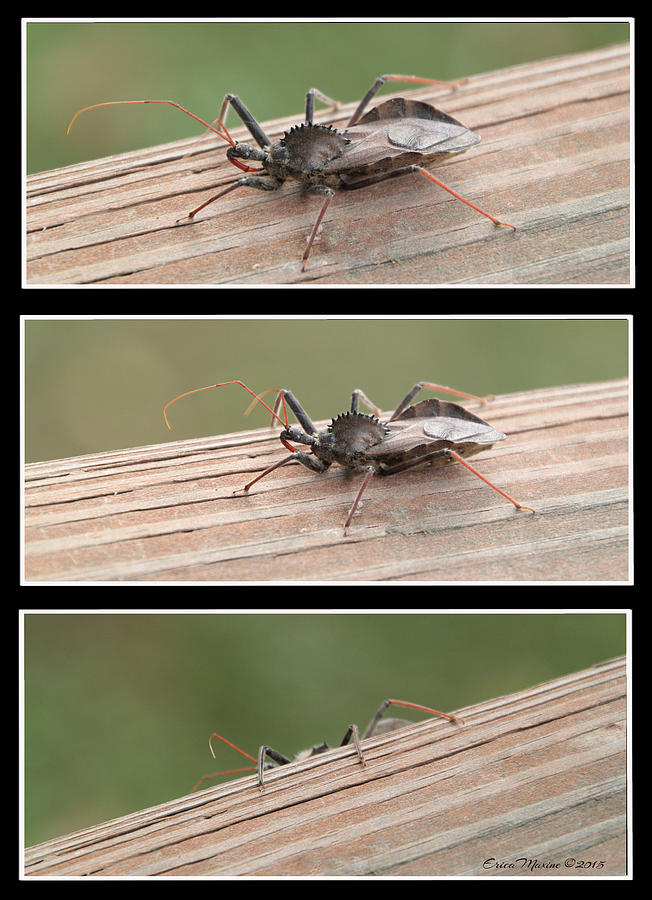 Insects Photograph - Wheel Bug by Ericamaxine Price