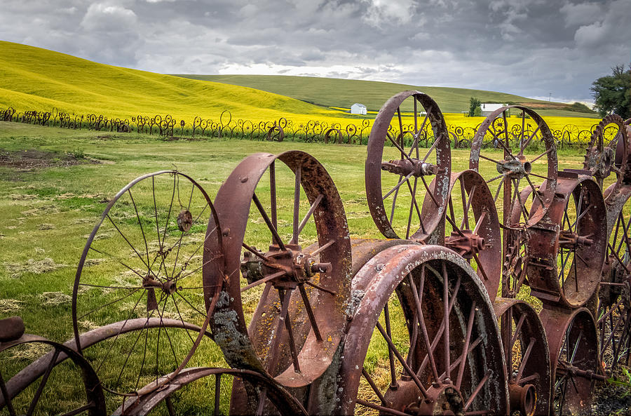 Wheel Fence and Canola Field Photograph by Brad Stinson