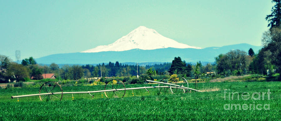 Wheel Line and Mt Hood Photograph by Mindy Bench