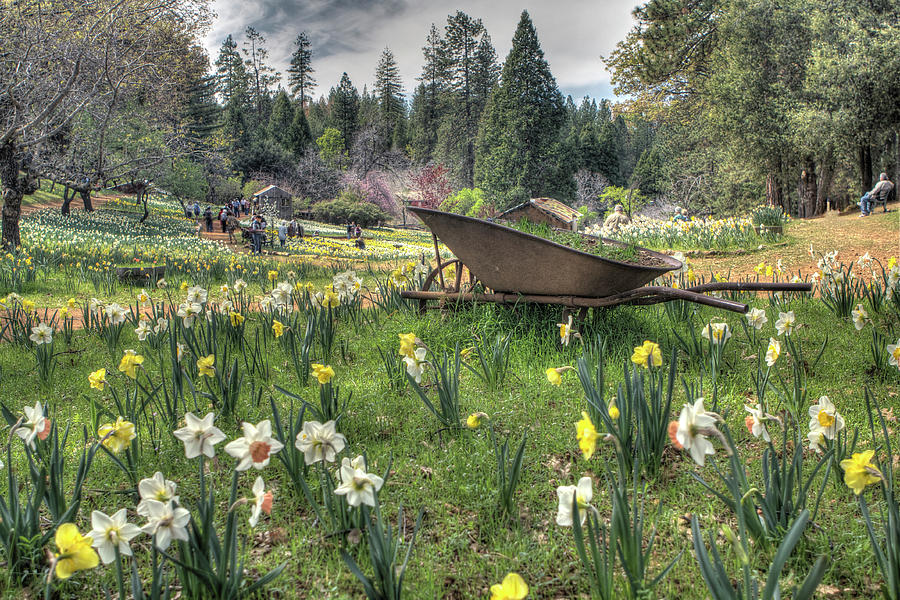 Wheelbarrow on Daffodil Hill Photograph by SC Heffner
