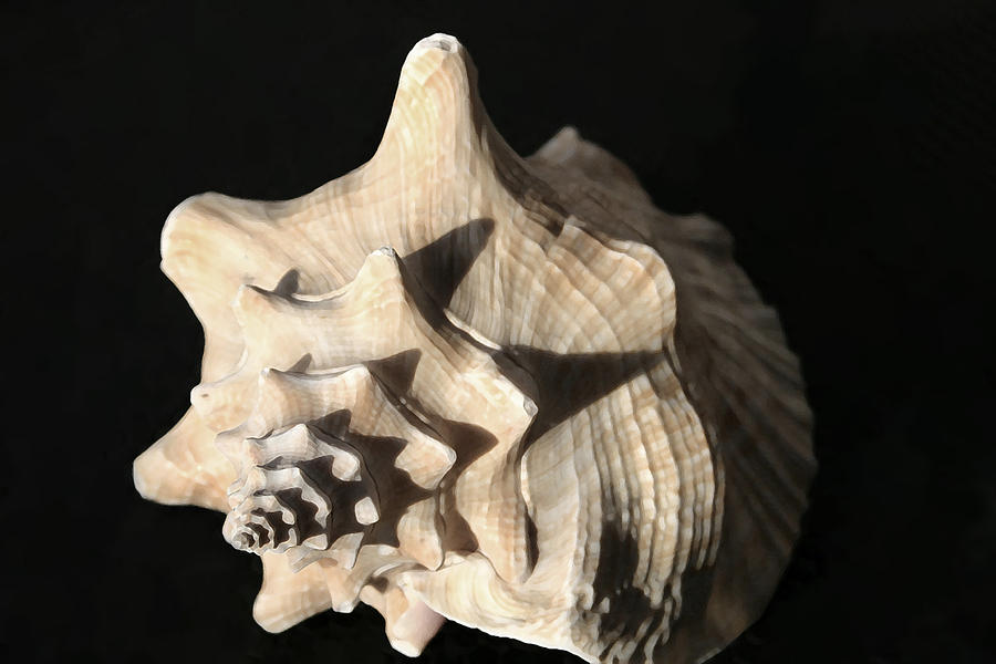 Whelk Photograph by Mary Haber