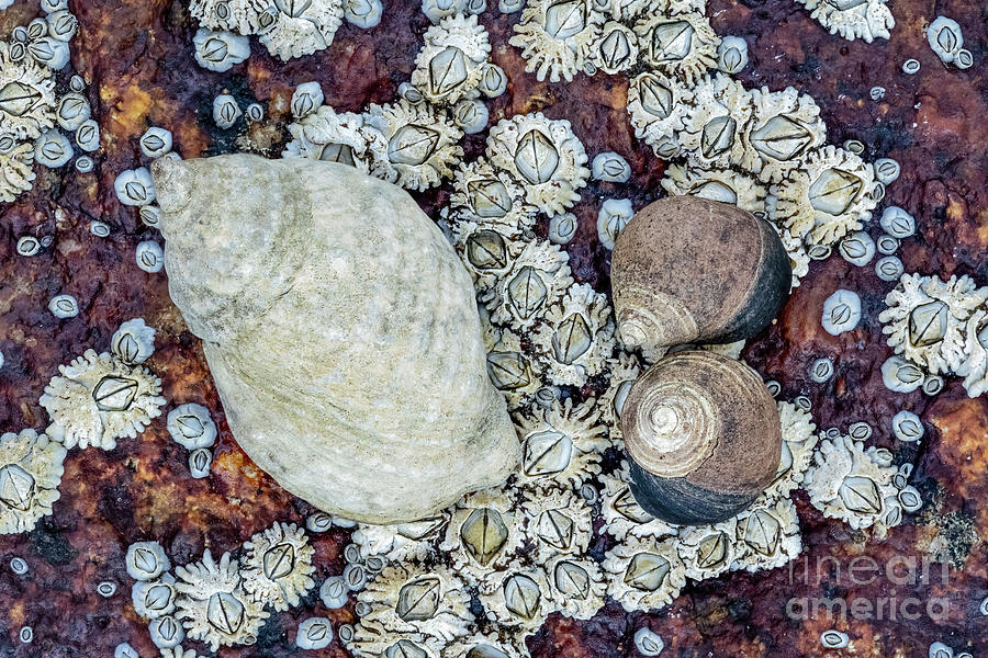 Whelk-Periwinkle-Barnacle Focus Stack Photograph by Craig Shaknis