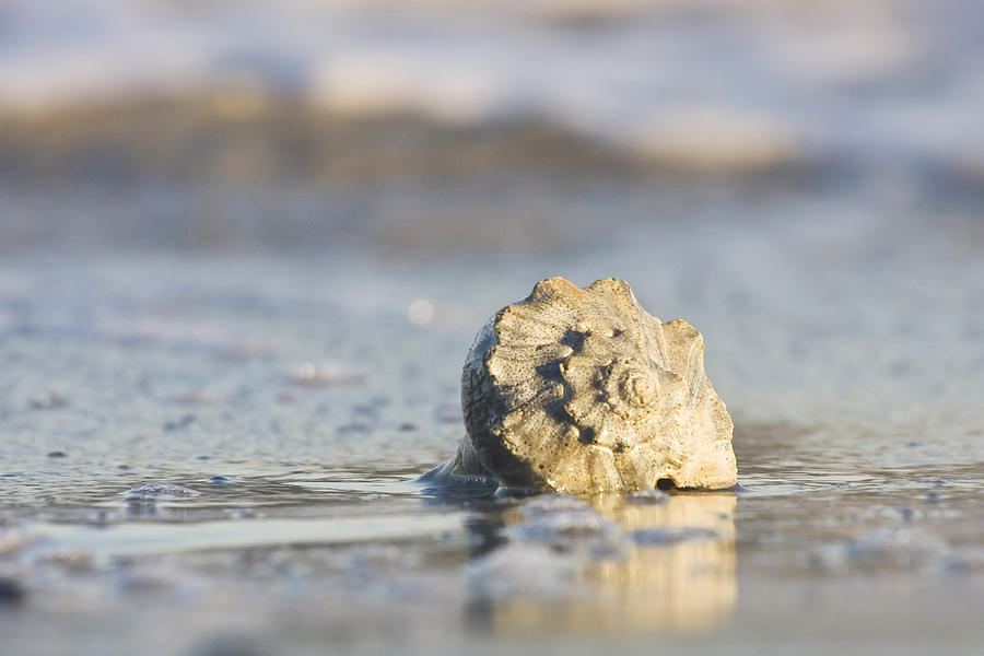 Whelk Shell in Surf Photograph by Bob Decker