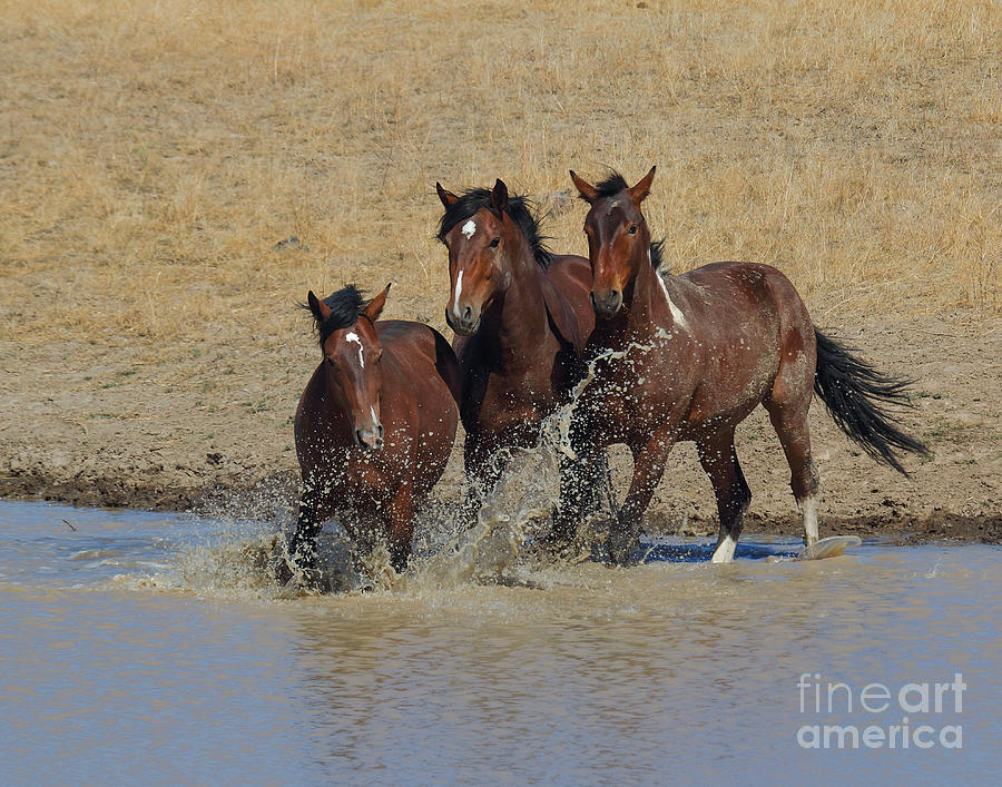 Horse Photograph - When a Horse Sees a Waterhole by Rod Giffels