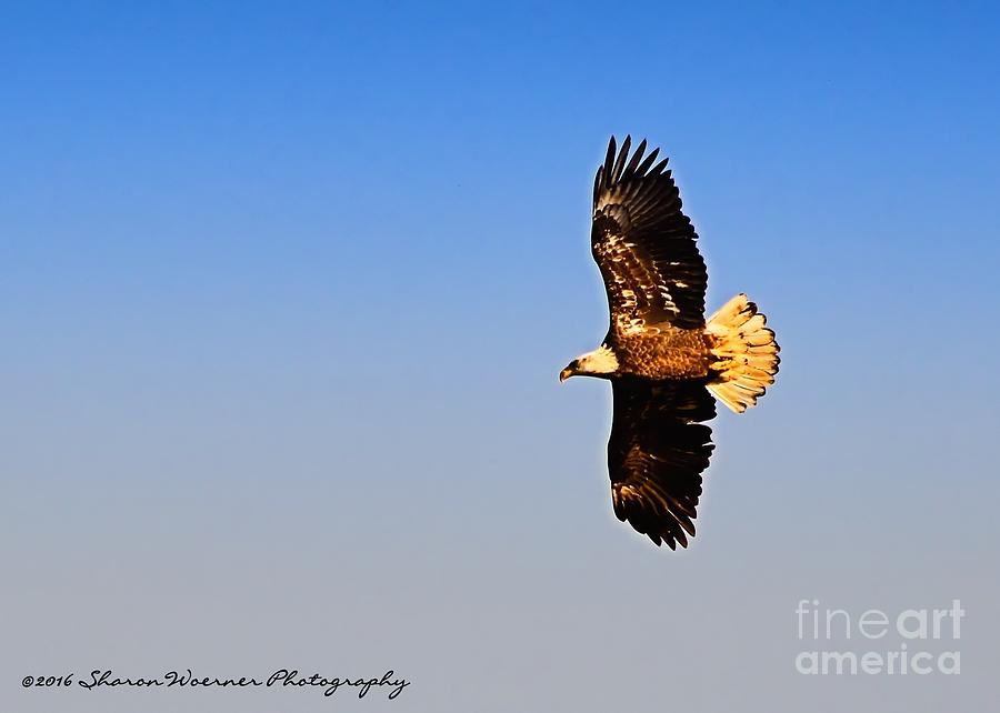 When An Eagle Soars Photograph by Sharon Woerner