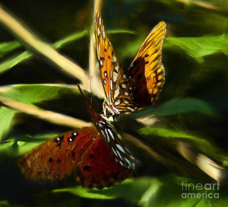Butterfly Photograph - When Butterflies Kiss by Jeff Breiman