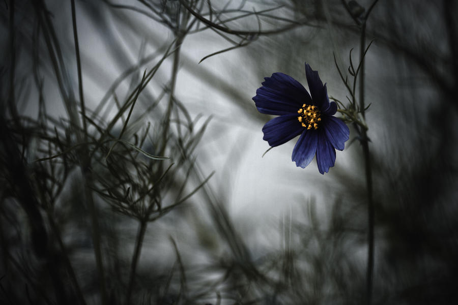 Flower Photograph - When Cosmos Will Be Blue by Fabien Bravin