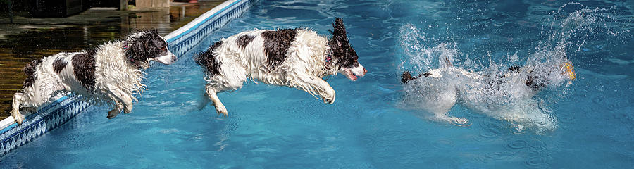 When English Springer Spaniels Fly Photograph