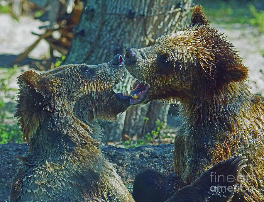 When Grizzlies Play II Photograph by Larry Nieland