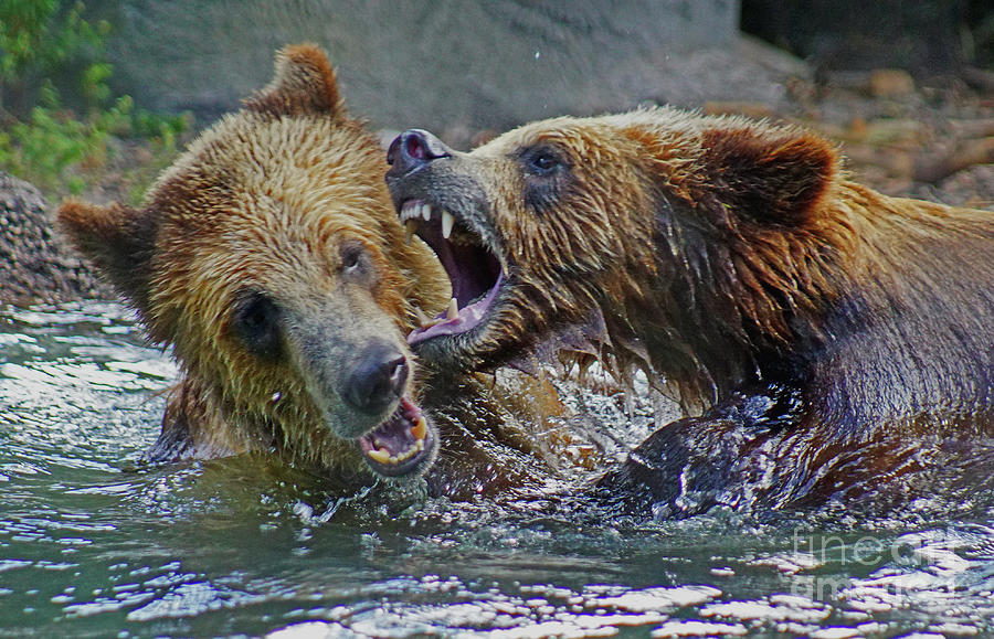 Grizzly Bears When They Play Photograph by Larry Nieland
