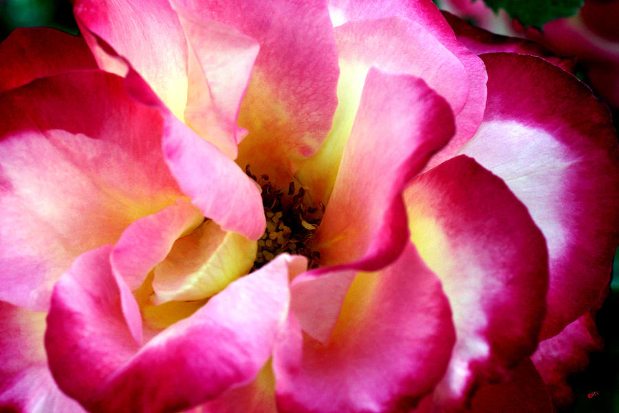When I Was Young... I Picked A Rose Photograph