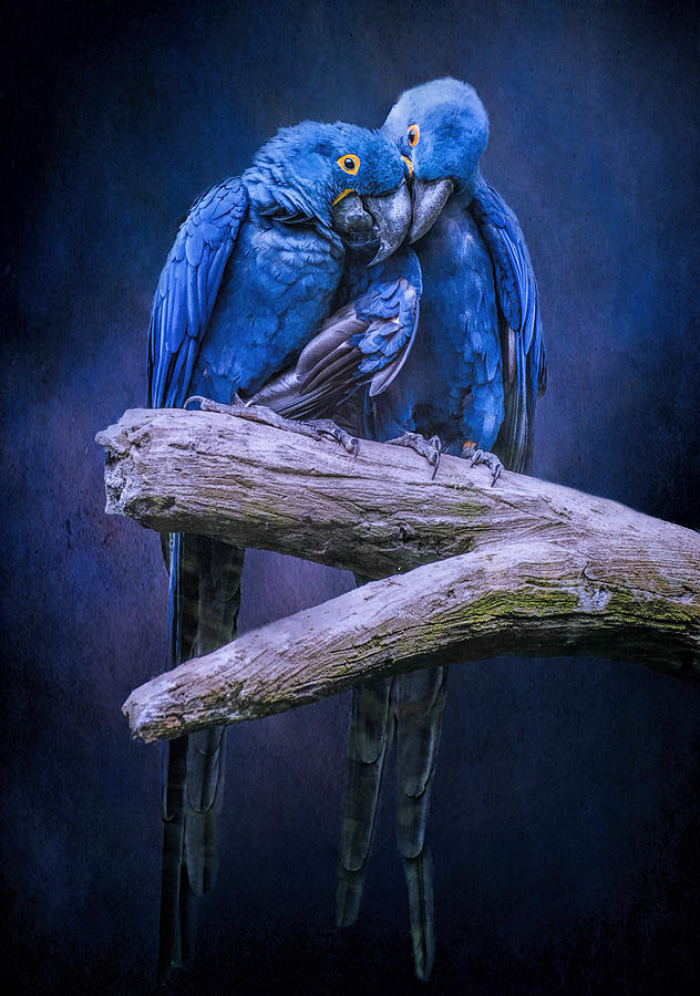 When Im Feeling Blue Photograph by Brian Tarr