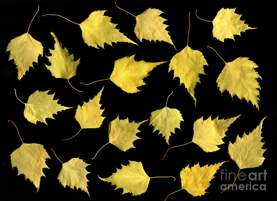 Scanography Photograph - When Leaves Grow Old by Christian Slanec