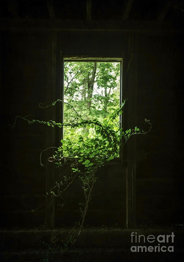 Barn Photograph - When Nature takes Over II by Debra Fedchin