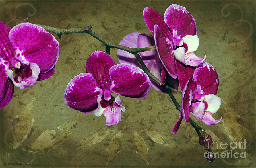 Flower Photograph - When Orchids Bloom by Nina Silver