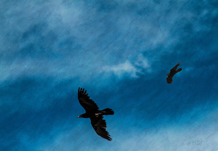 When Ravens Come Calling Photograph by Bonnie Follett