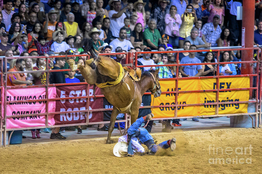 When Riding a Bucking Horse Turns Into Pain Photograph by Rene Triay FineArt Photos