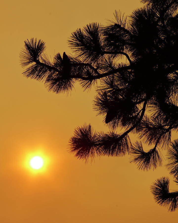 Sunset Photograph - When Smoke Meets the Sun by Diane Zucker