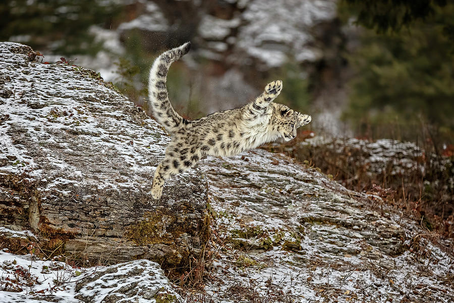 Nature Photograph - When Snow Leopards Fly by Wes and Dotty Weber