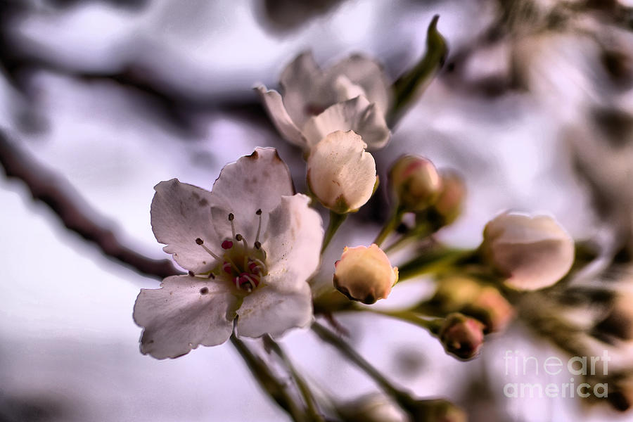 When spring blossoms unfold Photograph by Jeff Swan