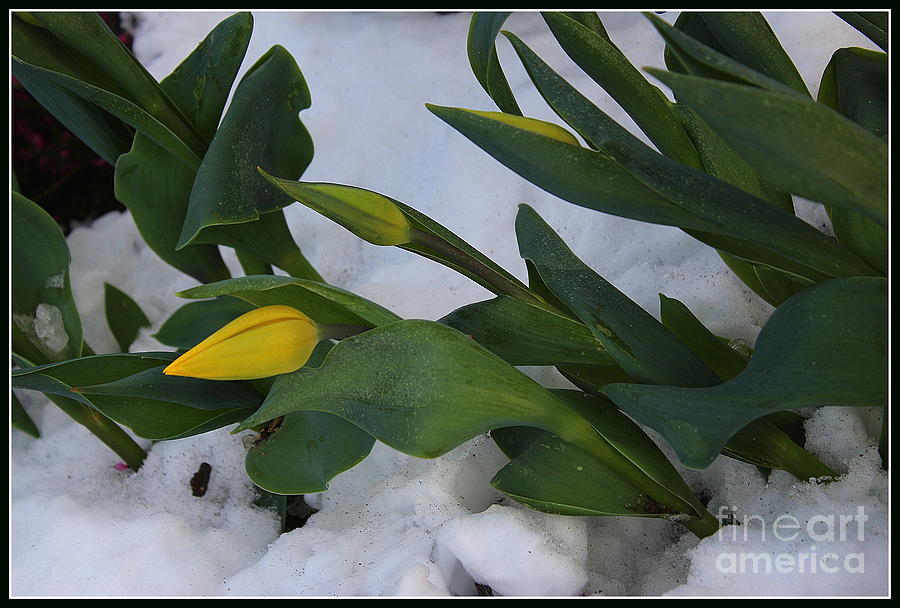When Spring Meets Winter Photograph by Dora Sofia Caputo