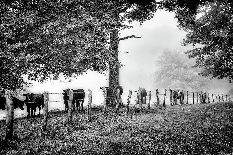 When the Cows Come Home - Blue Ridge BW Photograph by Dan Carmichael