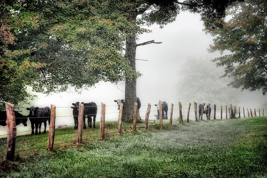 When the Cows Come Home - Blue Ridge Photograph by Dan Carmichael