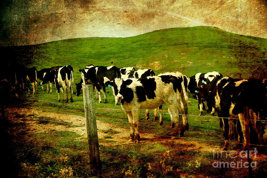 Cow Photograph - When The Cows Come Home . Photoart by Wingsdomain Art and Photography