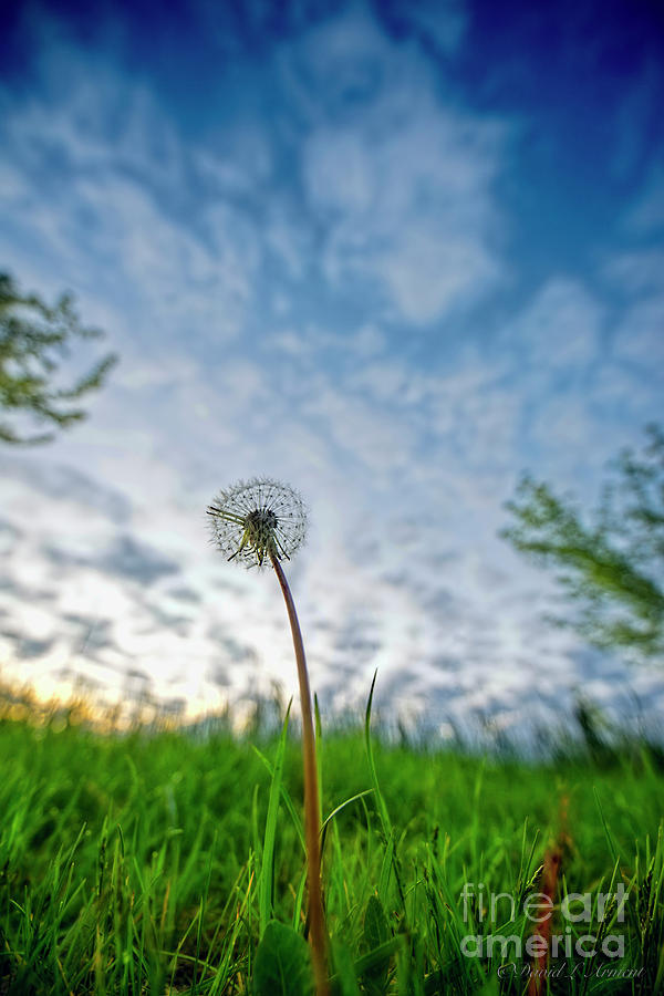 When the Dandelion Ruled the Earth Photograph by David Arment
