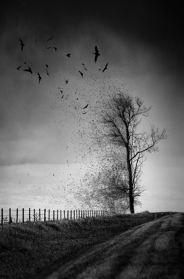 Black And White Photograph - WHen The Darkness Gets Out by Sandra Parlow
