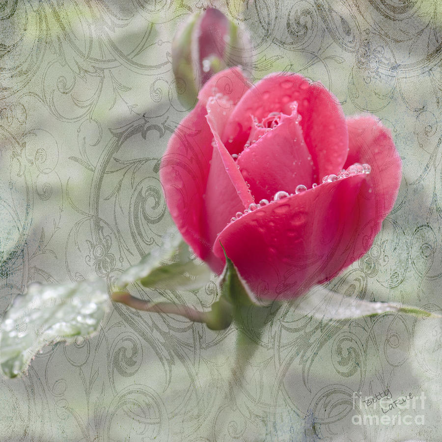 When The Dew is on the Rose Photograph by Betty LaRue