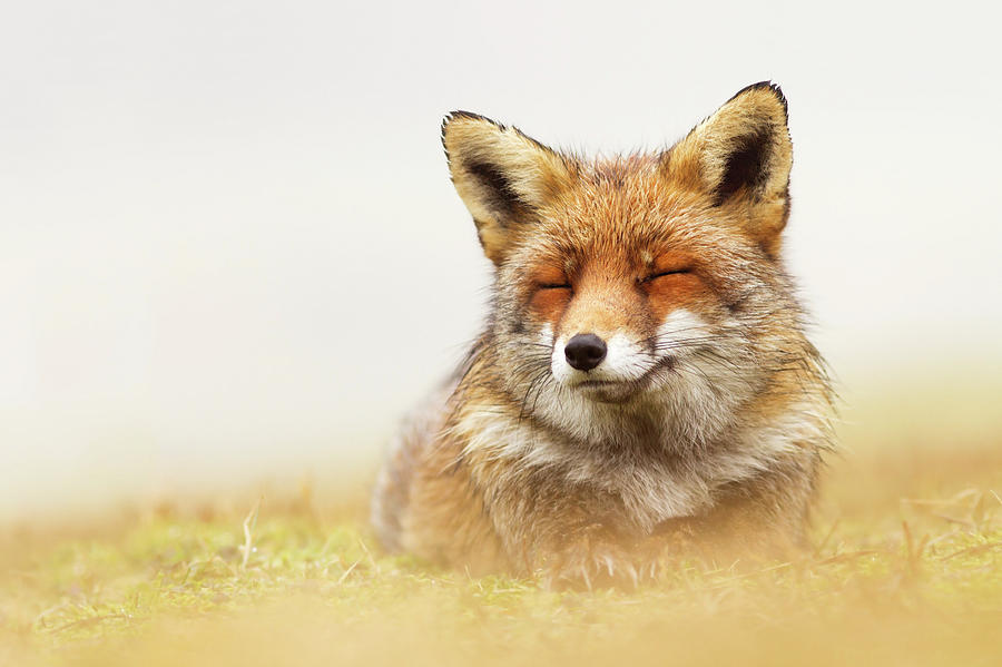 Wildlife Photograph - When the lady Smiles - Red Fox by Roeselien Raimond