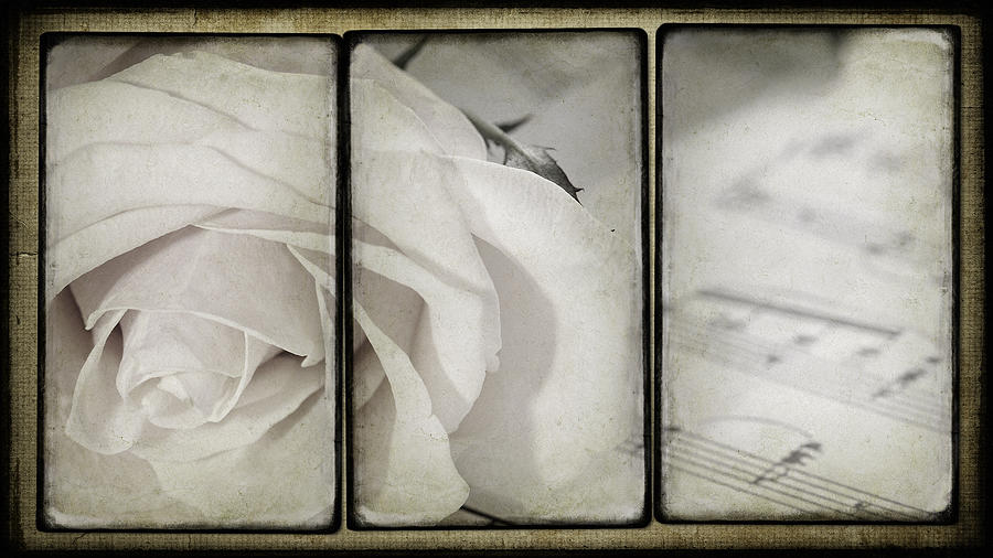 Rose Photograph - When The Music Ended by Georgiana Romanovna